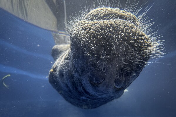 Coral, a rescued manatee, sleeps belly up in a pool at Bicho d'Agua project facilities in Castanhal, Brazil, Sunday, March 23, 2025. (AP Photo/Jorge Saenz)