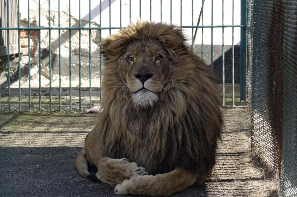 Adult male lion named Simba sits inside a cell at a zoo in Radauti, about 30 kilometers (18 miles) south of Romania's northern Siret border on Wednesday, March 23, 2022. The lion and a wolf wolf named Akyla, have been evacuated from a zoo in war-torn Ukraine to safety in Romania in what an animal rights group says was a four-day mission "full of dangers" further hampered by bureaucracy at the border. (AP Photo/Eldar Emric)