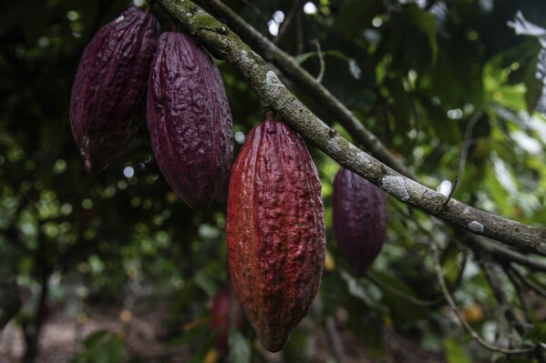 Cocoa pods hang on a tree in Divo, West-Central Ivory Coast, November 19, 2023. Chocolate may come with a slightly bitter aftertaste this Easter. Shoppers in Europe, the United States and elsewhere are paying more for their traditional candy eggs and bunnies as changing climate patterns in West Africa take a toll on cocoa supplies and farmers (AP Photo/Sophie Garcia)