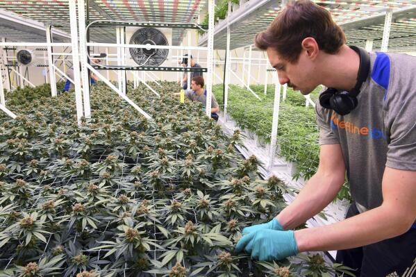 FILE - In this Feb. 21, 2019, file photo, cultivator Hunter Rogness prunes fan leaves from marijuana plants in the Leafline Labs grow center in Cottage Grove, Minn. Workers' compensation for injured employees doesn't cover medical marijuana, the Minnesota Supreme Court ruled Wednesday, Oct. 13, 2021, because the drug remains illegal under federal law. (Scott Takushi/Pioneer Press via AP, File)