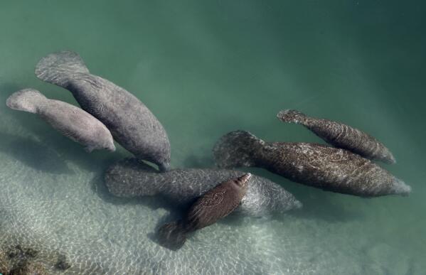 In this Dec. 28, 2010, file photo, a group of manatees are in a canal where discharge from a nearby Florida Power & Light plant warms the water in Fort Lauderdale, Fla. Florida is experiencing an unprecedented die-off of manatees this year, with 959 documented deaths as of mid-October.  (AP Photo/Lynne Sladky, File)