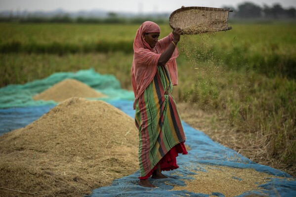 A farmer drops rice crop while working in a paddy field on the outskirts of Guwahati, India, Tuesday, June 6, 2023. Experts are warning that rice production across South and Southeast Asia is likely to suffer with the world heading into an El Nino. (AP Photo/Anupam Nath)