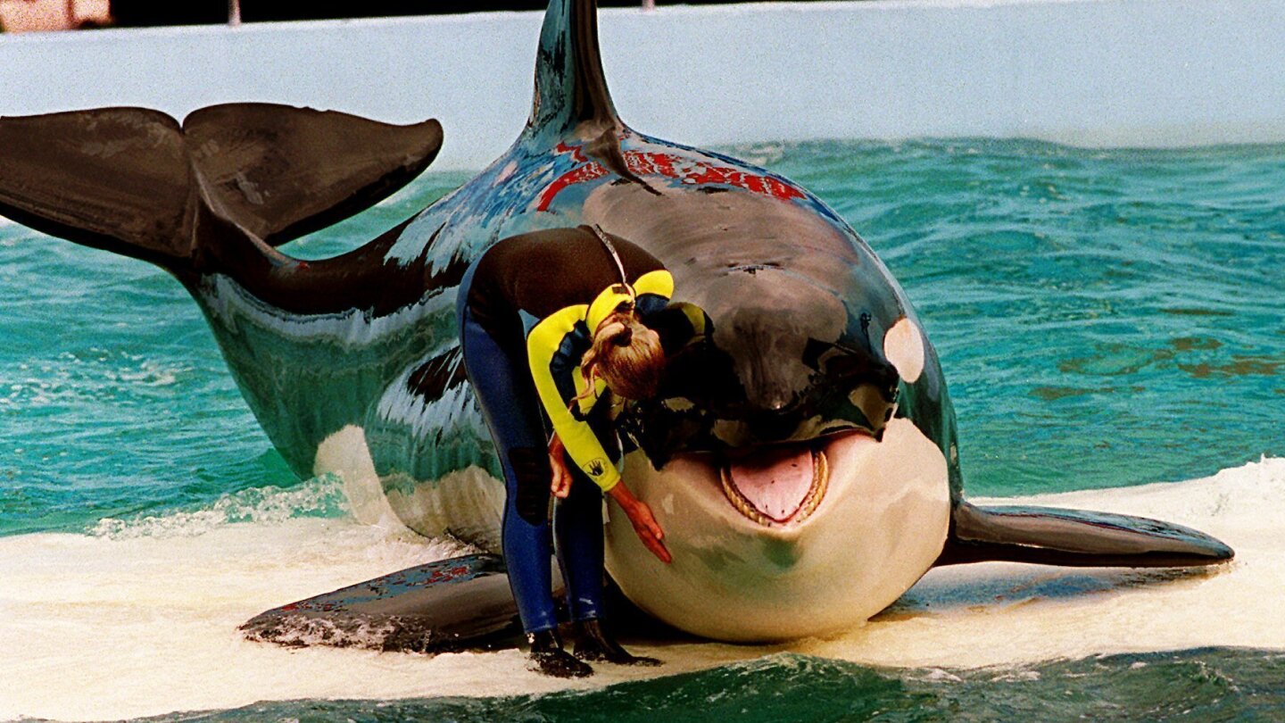 Li'i the dolphin, companion of Lolita the orca, moved to San Antonio