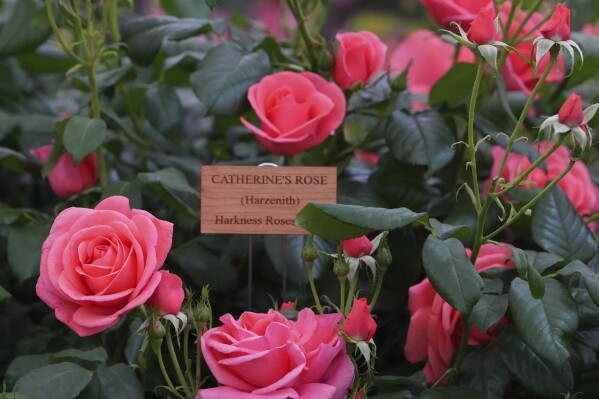 Catherine's Rose by Harkness Roses named after Britain's Princess of Wales on display at the RHS Chelsea Flower Show in London, Monday, May 19, 2025. (AP Photo/Kirsty Wigglesworth)