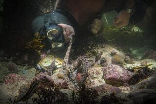 Craig Foster interacts with an octopus in a scene from the documentary "My Octopus Teacher." (Netflix via AP)