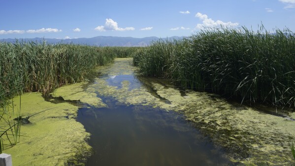 The wetlands north of the Salt Lake City International Airport are visible on Monday, Aug. 28, 2023, in Salt Lake City. Mosquitoes can carry viruses including dengue, yellow fever, chikungunya and Zika. They are especially threatening to public health in Asia and Africa but are also closely monitored in the United States. (AP Photo/Rick Bowmer)