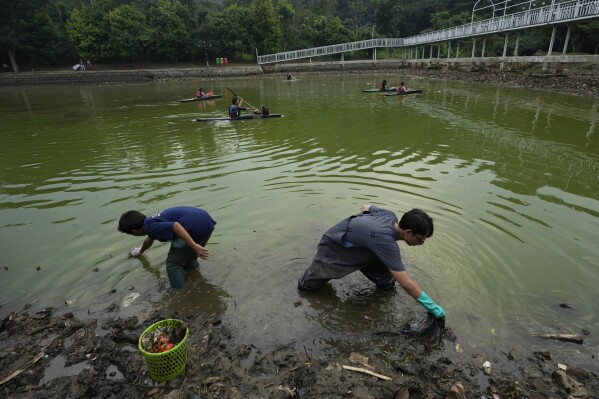 Environmental activists of Situ Gede Cleanliness Warrior pick up trash at Setu Gede lake in Bogor, West Java, Indonesia, Tuesday, Oct. 10, 2023. Young people have been at the forefront of environmental and climate change movements in the recent years: initiatives like school strikes for climate action, protests at United Nations climate talks and around the world and local clean ups have often been youth-led. (AP Photo/Achmad Ibrahim)