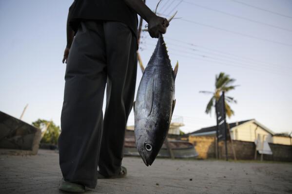 FILE - Fisherman Kassim Abdalla Zingizi holds a yellowfin tuna after a catch in Vanga, Kenya, on June 14, 2022. Indian Ocean states agreed Monday, Feb. 6, 2023, to temporarily halt the use of industrial fishing gear that is drastically depleting tuna stocks in a win for coastal ocean states that rely on smaller-scale fishing methods. (AP Photo/Brian Inganga, File)