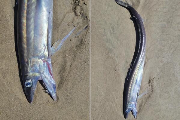 This combo from photos provided by Miranda Crowell shows lancetfish that washed ashore on the 72nd street beach entrance and the cove in Roads End, Lincoln City, Ore., on April 28, 2023. Several whip-like fish with fanged jaws and huge eyes that can dwell more than a mile deep in the ocean have washed up along a roughly 200-mile (322-kilometer) stretch of Oregon coastline, and it's unclear why, scientists and experts said. (Miranda Crowell via AP)