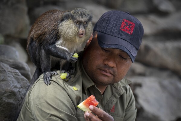 A zoo keeper feeds a Mona monkey at the Central Zoo in Lalitpur, Nepal, on Feb. 21, 2024. The only zoo in Nepal is home to more than 1,100 animals of 114 species, including the Bengal Tiger, Snow Leopard, Red Panda, One-Horned Rhino and the Asian Elephant. (AP Photo/Niranjan Shrestha)