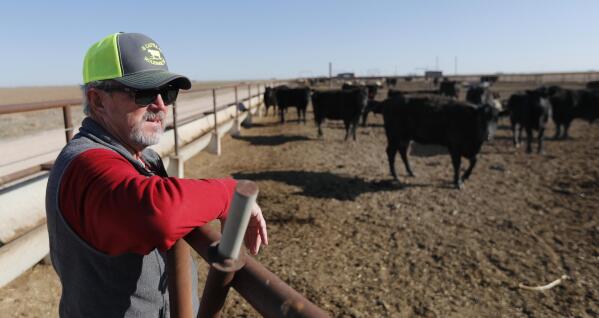 Tim Black looks over some of his Black Angus cattle in a feed pen on his Muleshoe, Texas, farm on Monday, April 19, 2021. The longtime corn farmer now raises cattle and plants some of his pasture in wheat and native grasses because the Ogallala Aquifer, needed to irrigate crops, is drying up. (AP Photo/Mark Rogers)