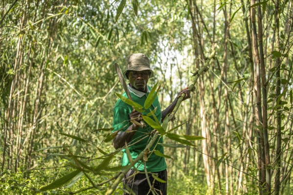 Joseph Katumba, a caretaker at Kitara Farm, works near Mbarara, Uganda, on March 8, 2024. Katumba said the property has become something of a demonstration farm for people who want to learn more about bamboo. (AP Photo/Dipak Moses)