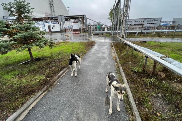 This photo taken by Timothy Mousseau shows dogs in the Chernobyl area of Ukraine on Oct. 3, 2022. More than 35 years after the world's worst nuclear accident, the dogs of Chernobyl roam among decaying, abandoned buildings in and around the closed plant – somehow still able to find food, breed and survive.(Timothy Mousseau via AP)