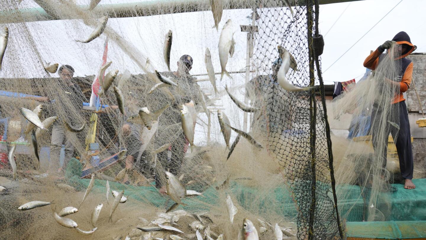 The fish in our oceans are filled with drugs, new study says