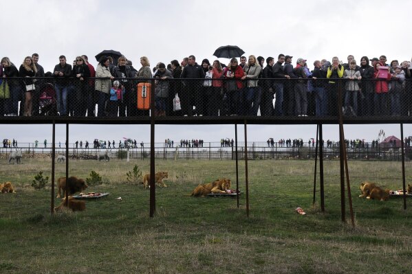 FILE - Visitors watch the lions in the Taigan Safari Park, about 50 km (31 miles) east of Simferopol, Crimea, April 12, 2014. (AP Photo/Alexander Polegenko, File)