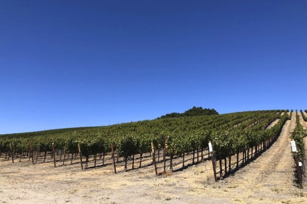 This Oct. 13, 2019 photo shows the vineyard at the Paix Sur Terre winery in Paso Robles, Calif. Winemakers around this central California city can grow a mind-boggling variety of grapes thanks to a wide diversity of microclimates. The wine-growing area around Paso Robles is nearly three times the size of Napa Valley. (AP Photo/Sally Carpenter Hale)