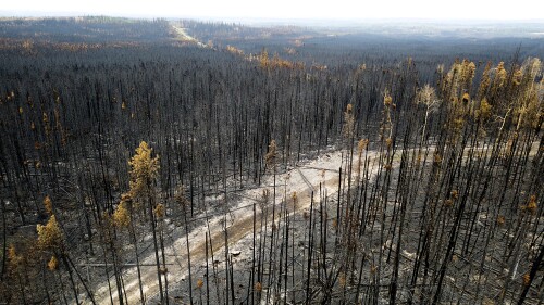 Trees scorched by the Donnie Creek wildfire line a forest north of Fort St. John, British Columbia, Sunday, July 2, 2023. (AP Photo/Noah Berger)