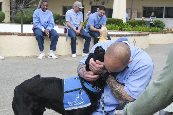 Jared Hansen, who is incarcerated at the San Quentin Rehabilitation Center, is greeted by Artemis, a service dog he helped train, in San Quentin, Calif., Friday, March 28, 2025. (AP Photo/Eric Risberg)
