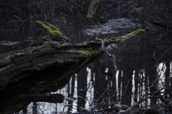 Water sits in a vernal pool Friday, March 21, 2025, in Mendon, N.Y. (AP Photo/Maryel Pryce)