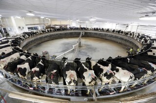 Cows are milked on a large carousel at a dairy in Pickett, Wis., on Dec. 4, 2019. Wisconsin regulators can't legally impose environmental regulations on factory farms before they become operational, two farm advocacy groups allege in a lawsuit that could dramatically loosen protections against manure contamination in state waters. (AP Photo/Morry Gash)
