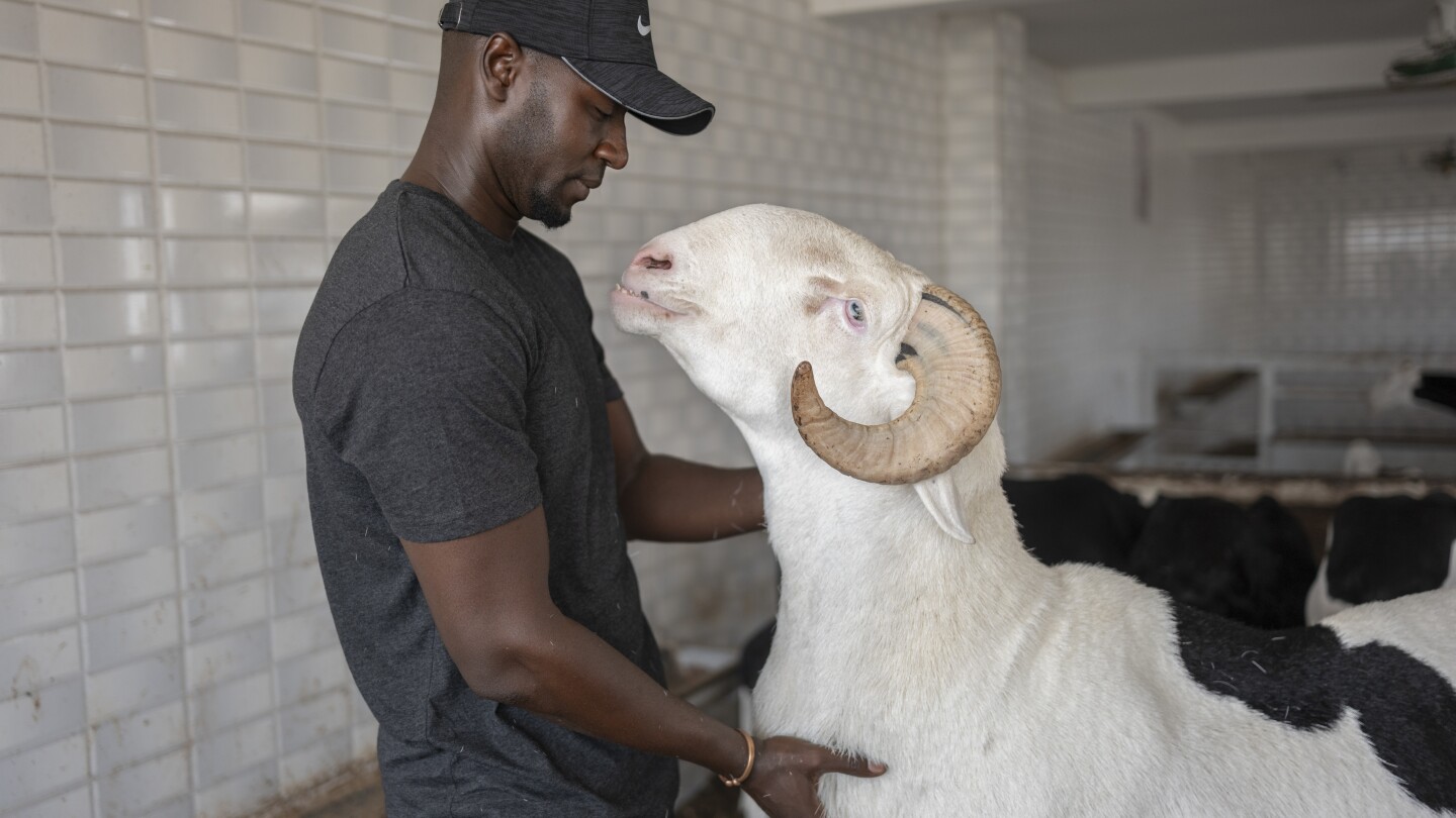 На Курбан Байрам звездните овце на Сенегал са за лукс, а не за жертвоприношения