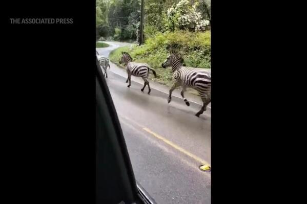 Zebras gallop through neighborhood in Washington state