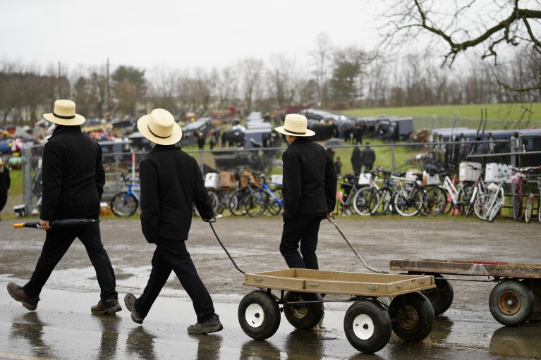 Young people pull carts to help attendees move their purchases from the 56th annual mud sale to benefit the local fire department in Gordonville, Pa., Saturday, March 9, 2024. Mud sales are a relatively new tradition in the heart of Pennsylvania's Amish country, going back about 60 years and held in early spring as the ground begins to thaw but it's too early for much farm work. (AP Photo/Matt Rourke)