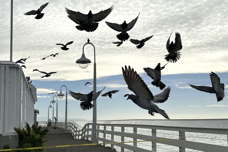 Pigeons fly above a damaged section of the Santa Cruz Wharf behind caution tape in Santa Cruz, Calif., Friday, Jan. 12, 2024. Rising seas, frequent storms take toll on California's iconic piers, threatening beach landmarks. (AP Photo/Jeff Chiu)