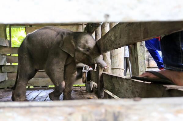 ADDS BACKGROUND - A Sumatran elephant calf that lost half of its trunk, is treated at an elephant conservation center in Saree, Aceh Besar, Indonesia, Monday, Nov. 15, 2021. The baby elephant in Indonesia's Sumatra island has had half of her trunk almost severed off after being caught in what authorities alleged Monday was a trap set by poachers who prey on the endangered species. The trunk had to be amputated to save the elephant’s life.(AP Photo/Munandar)