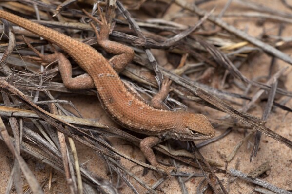 FILE - A dunes sagebrush lizard crawls on May 1, 2015. U.S. wildlife managers on Friday, June 30, 2023, proposed federal protections for the rare lizard found only in parts of one of the world's most lucrative oil and natural gas basins. (U.S. Fish and Wildlife Service via AP, File)