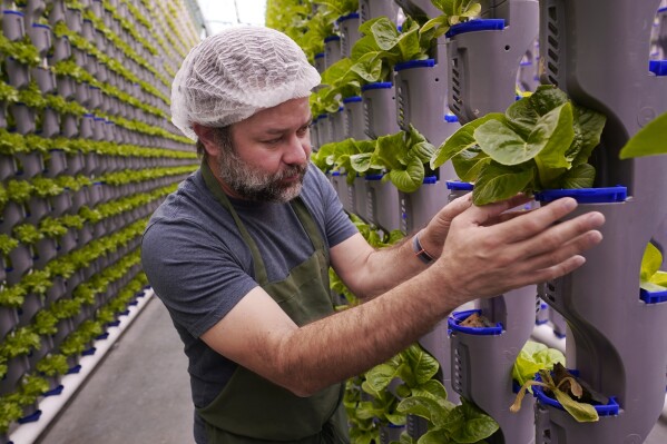 Aaron Fields looks at produce growing in vertical farm green house he manages at Eden Green Technology in Cleburne, Texas, Aug. 29, 2023. (AP Photo/LM Otero)