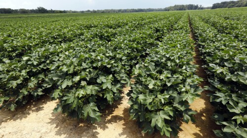 FILE - Young cotton plants cover acres on a farm in Bolton, Miss., July 13, 2018. The U.S. Labor Department announced Wednesday, June 28, 2023, that it had completed an investigation that found 44 Mississippi farms exploited Black workers in the state by paying higher wages to immigrants. (AP Photo/Rogelio V. Solis, File)