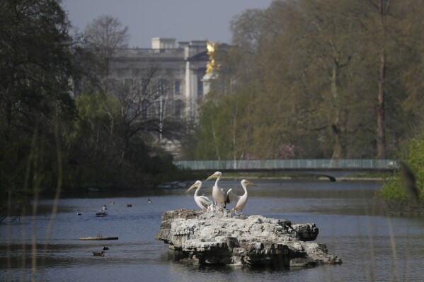 The resident pelicans stand on rocks in the St James's Park Lake with Buckingham Palace and a footbridge that tourists would usually be passing over in the background, amidst the coronavirus lockdown in central London, Thursday, April 9, 2020. (AP Photo/Kirsty Wigglesworth, File)