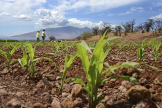 FILE - In this Sept. 10, 2014 file photo, Monsanto crew members Gerard Manuel, left, and Rommel Angale, right, count corn sprouts in a field of test hybrids in a breeding nursery near Kihei, Hawaii. Monsanto says in court papers, filed Thursday, Dec. 9, 2021, that it has agreed to plead guilty to illegally using and storing pesticides in Hawaii and will pay $12 million in fines. In the court filing, the company agreed to plead guilty to 30 environmental crimes after allowing workers to go on corn fields on Oahu after a glufosinate ammonium-based pesticide named Forfeit 280 was sprayed on the fields last year. (Matthew Thayer/The Maui News via AP, File)