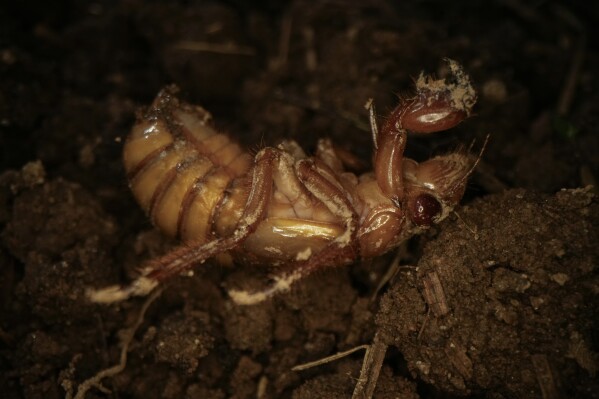 A periodical cicada nymph wiggles in the dirt in Macon, Ga., on Thursday, March 28, 2024, after being found while digging holes for rosebushes. Trillions of cicadas are about to emerge in numbers not seen in decades and possibly centuries. (AP Photo/Carolyn Kaster)