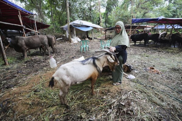 Nina Herlina pets a goat at her livestock stall ahead of the Eid al-Adha festival in Jakarta, Indonesia, Monday, June 2, 2025. (AP Photo/Achmad Ibrahim)