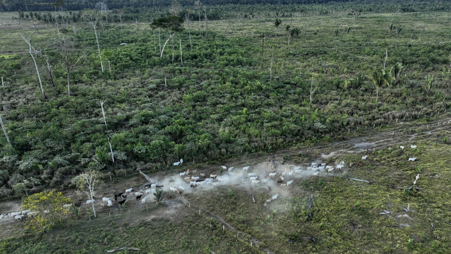 Brazil slaughterhouses reduce ties to Amazon deforestation, but cattle laundering remains issue