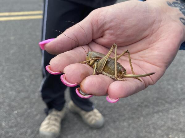 April Aamodt holds a Mormon cricket in her hand in Blalock Canyon near Arlington, Ore. on Friday, June 17, 2022. Aamodt is involved in local outreach for Mormon cricket surveying. (AP Photo/Claire Rush)