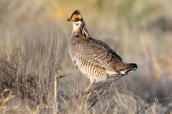 FILE - A lesser prairie chicken is seen amid the bird's annual mating ritual near Milnesand, N.M., on April 8, 2021. President Joe Biden has vetoed two Republican-sponsored bills intended to undo federal protections for two endangered species that have seen their populations plummet over the years: the lesser prairie chicken and northern long-eared bat.(Adrian Hedden/Carlsbad Current Argus via AP, File)
