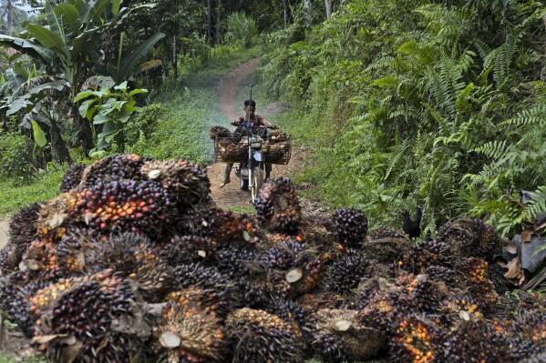 A man uses a motorcycle to transport palm fruit at a plantation in Polewali Mandar, South Sulawesi, Indonesia, Sunday, April 21, 2024. Indonesia saw a 27% increase in primary forest loss in 2023, according to an analysis of data shared by World Resources Institute. The tree losses came in protected national parks and in massive swaths of jungle cut down for palm oil and paper plantations and for mining. (AP Photo/Yusuf Wahil)