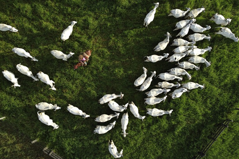 A cowboy sorts cattle in a corral at the Fazenda Itaituba, a farm in the municipality of Bujari, near the city of Rio Branco, Acre state, Brazil, Tuesday, May 23, 2023. (AP Photo/Eraldo Peres)