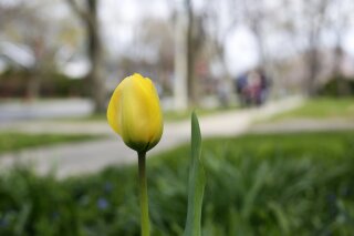 In this April 27, 2020, photo, a lone tulip stands in a garden in Oak Park, Ill. The arrival of s...