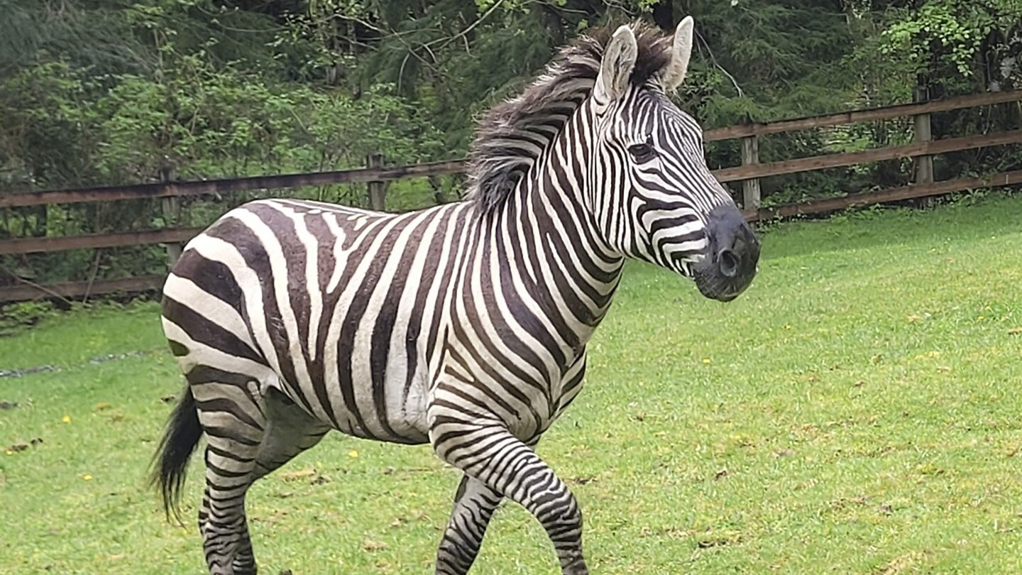 It was an unusual wildlife sighting Sunday when four zebras escaped from their trailer and galloped into a Washington neighborhood. Three were quickly