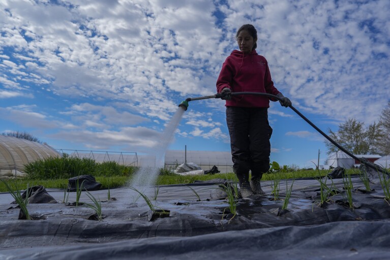 Rubila Clemente waters green onions, Friday, April 19, 2024, at Christopher Farm in Modoc, Ind. As climate change drives an increase in spring rains across the Midwest, it can mean more anxiety for farmers eager to carry out the ritual of spring planting. (AP Photo/Joshua A. Bickel)