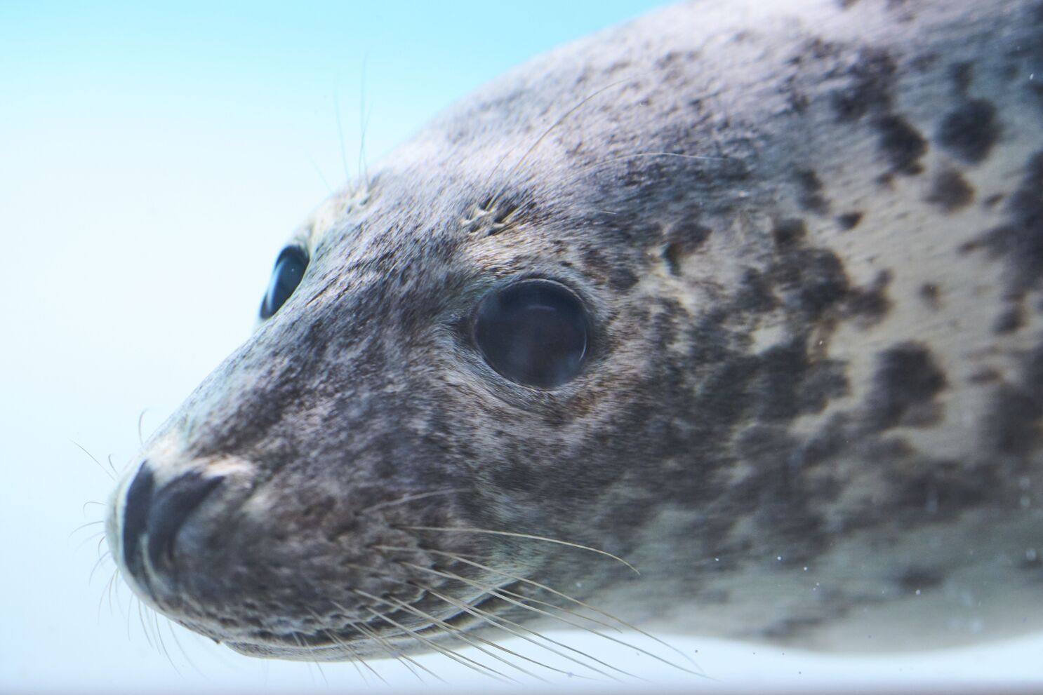 Injured seals get care and sanctuary at a new center in the Netherlands