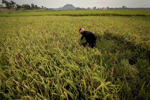 A farmer harvests rice crop in a paddy field on the outskirts of Guwahati, India, Tuesday, June 6, 2023. Experts are warning that rice production across South and Southeast Asia is likely to suffer with the world heading into an El Nino. (AP Photo/Anupam Nath)