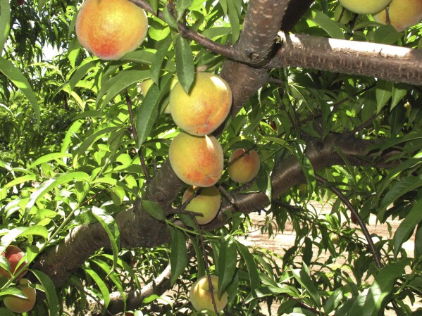 FILE - In this Wednesday, May 22, 2013 photo, peaches ripen on a branch at Chappell Farms orchard in Kline, S.C. (AP Photo/Jeffrey Collins, File)