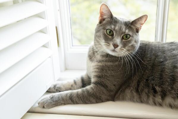 Willow, the Biden family's new pet cat, wanders around the White House on Wednesday, Jan. 27, 2022 in Washington. President Joe Biden and first lady Jill Biden have added Willow, a 2-year-old, green-eyed, gray and white feline from Pennsylvania, to their pet family. (Erin Scott/The White House via AP)