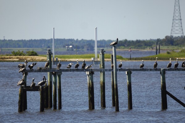 Pelicans sit on a dock in the Cape Fear River, which supplies water to much of New Hanover County in Wilmington, N.C., Monday, April 28, 2025. (AP Photo/Ben McKeown)
