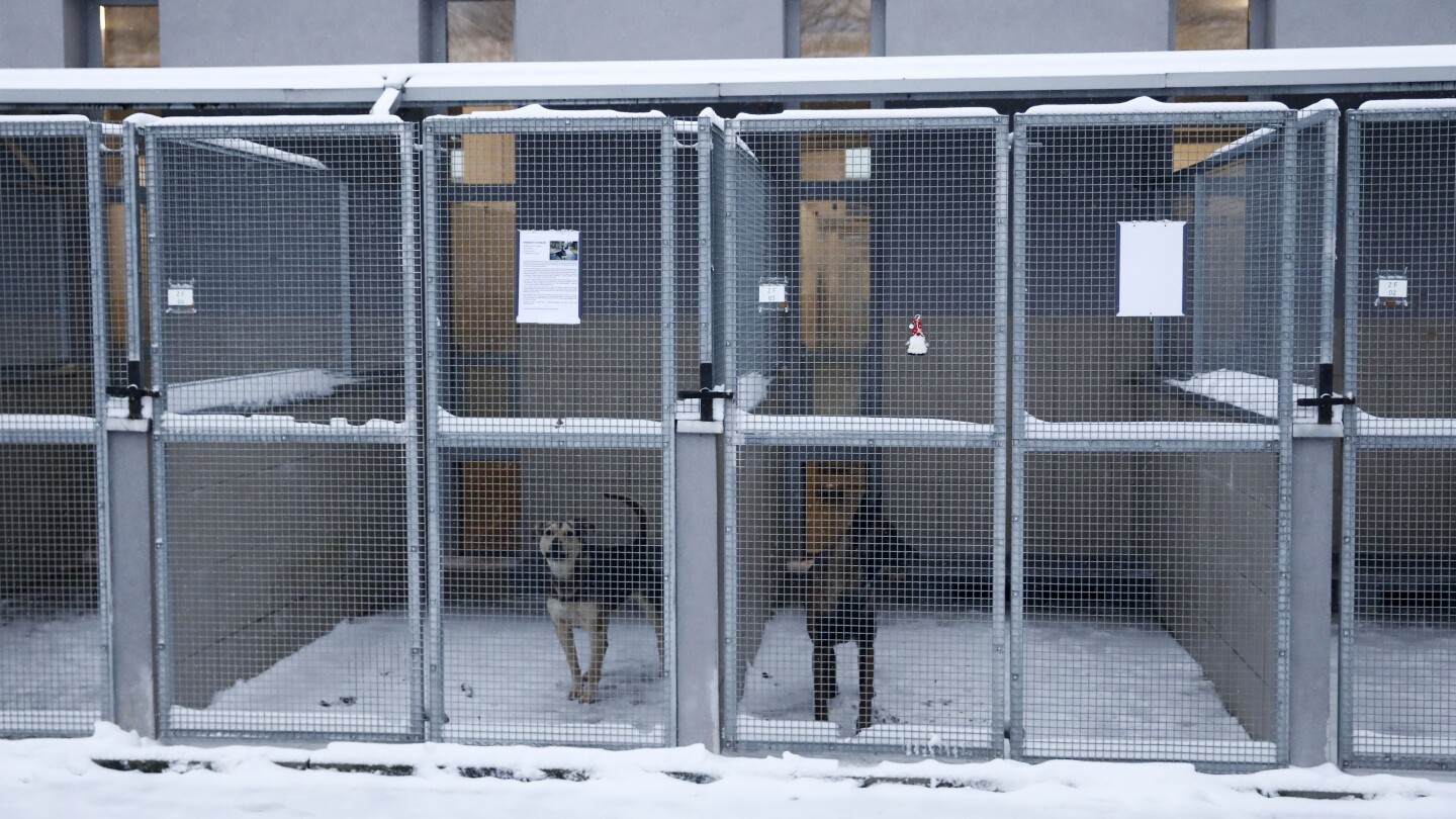 Schronisko dla psów apeluje o domy dla swoich szczeniąt zimą w Polsce